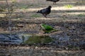 Parrots cool off from the hot weather by diving into a puddle of water.