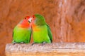 Parrots couple on a branch Royalty Free Stock Photo