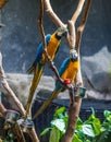 Parrots Couple Royalty Free Stock Photo