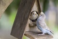 Parrots couple Royalty Free Stock Photo