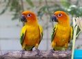 Parrots Court Royalty Free Stock Photo