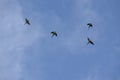 Parrots in a dark blue sky