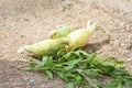 Parrots are eating basil leaves on the ground.