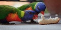 Parrots feed Royalty Free Stock Photo