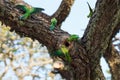 Parrots fighting over nest Royalty Free Stock Photo