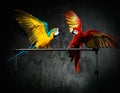 Parrots fighting