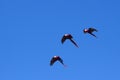 Parrots in flight