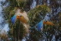 Parrots flying in front of palm trees