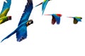 Parrots flying on a pure white background looking strait into the camera Royalty Free Stock Photo