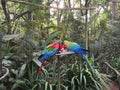 Parrots in apark