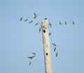 Parrots galore sitting on telephone wires. Royalty Free Stock Photo