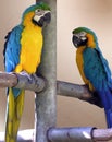 Parrots, incredible colors Royalty Free Stock Photo
