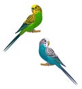 Parrots isolated on white background. Vector illustration. Royalty Free Stock Photo