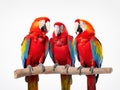 parrots isolated on white