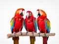 parrots isolated on white Royalty Free Stock Photo