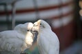 Parrots kissing Royalty Free Stock Photo