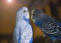 Parrots in love Royalty Free Stock Photo