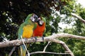 Parrots in love Royalty Free Stock Photo