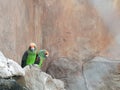 Parrots