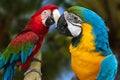 The parrots love each other Royalty Free Stock Photo