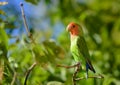 Parrots lovebirds, green on a tree branch close up Royalty Free Stock Photo