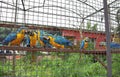 Parrots the macaw communicate in a cage Royalty Free Stock Photo