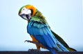 Parrots, macaws, blue sea Royalty Free Stock Photo