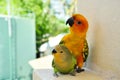 Parrots at Maldives 16 Royalty Free Stock Photo