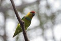 Parrots with beautiful and colourful feather