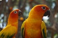 Parrots