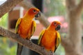 Parrots