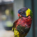 Parrots at the Pasar Ngasem Market in Yogyakarta, Central Java, Royalty Free Stock Photo