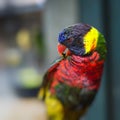 Parrots at the Pasar Ngasem Market in Yogyakarta, Central Java, Royalty Free Stock Photo