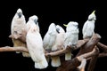 Parrots perch on trunk