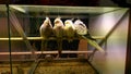 Parrots in pet shop Royalty Free Stock Photo