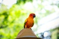 Parrots in the pine. Parakeet on the hat. Parrot Sun conure on head Royalty Free Stock Photo