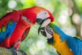 parrots playfully nibbling at one anothers beaks