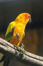 Parrots in the Russian zoo.