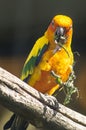 Parrots in the Russian zoo.