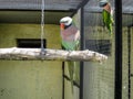 Parrots in the Russian zoo.