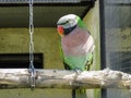 Parrots in the Russian zoo.