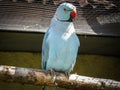 Parrots in the Russian zoo. Royalty Free Stock Photo