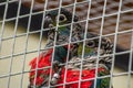 Parrots in a Russian zoo.