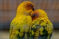 Parrots in a Russian zoo. Royalty Free Stock Photo