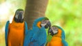 Parrots Scarlet Macaw on the tree Royalty Free Stock Photo