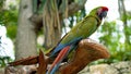 Parrots Scarlet Macaw on the tree Royalty Free Stock Photo