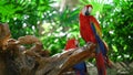 Parrots Scarlet Macaw on the tree Royalty Free Stock Photo