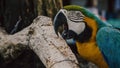 Parrots Scarlet Macaw on the tree Royalty Free Stock Photo