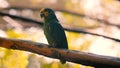 Parrots Scarlet Macaw on the tree Royalty Free Stock Photo