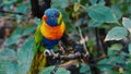 Parrots Scarlet Macaw on the tree Royalty Free Stock Photo